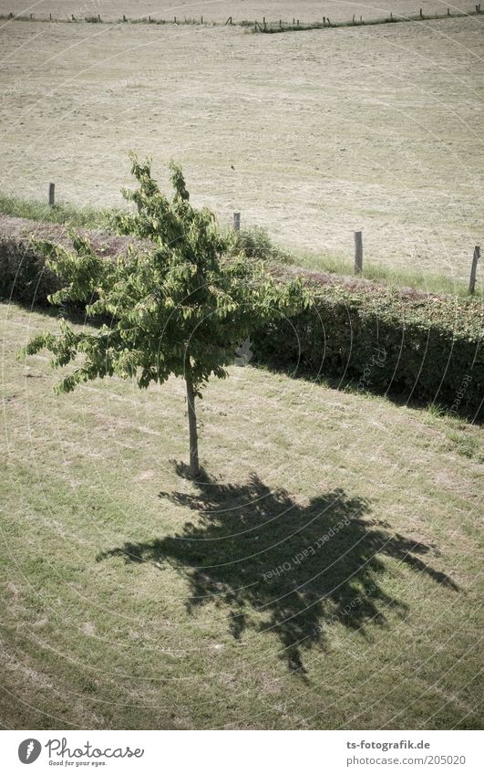 Heckensteher III Natur Landschaft Sommer Wärme Dürre Pflanze Baum Gras Grünpflanze Nutzpflanze Obstbaum Heu Heuernte Rasen Garten Park Wiese Feld Linie Grenze