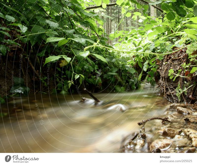 Unten am Fluss III Wasser Umwelt Natur Pflanze Sonnenlicht Sträucher Wald Flussufer Bach wild braun grün Farbfoto mehrfarbig Außenaufnahme Textfreiraum unten