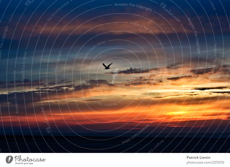 seagull in the evening sky Umwelt Natur Landschaft Tier Urelemente Erde Luft Wasser Himmel Wolken Sonnenaufgang Sonnenuntergang Sommer Wetter Schönes Wetter