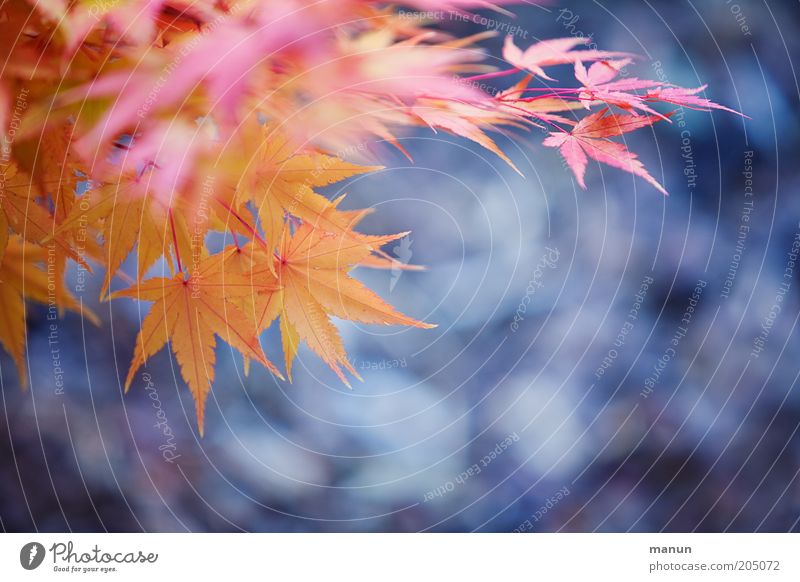 Ahornlaub Natur Blatt Ahornblatt Ahornzweig Herbst Herbstlaub Herbstfärbung herbstlich Herbstbeginn alt verblüht Wachstum schön gelb violett rosa