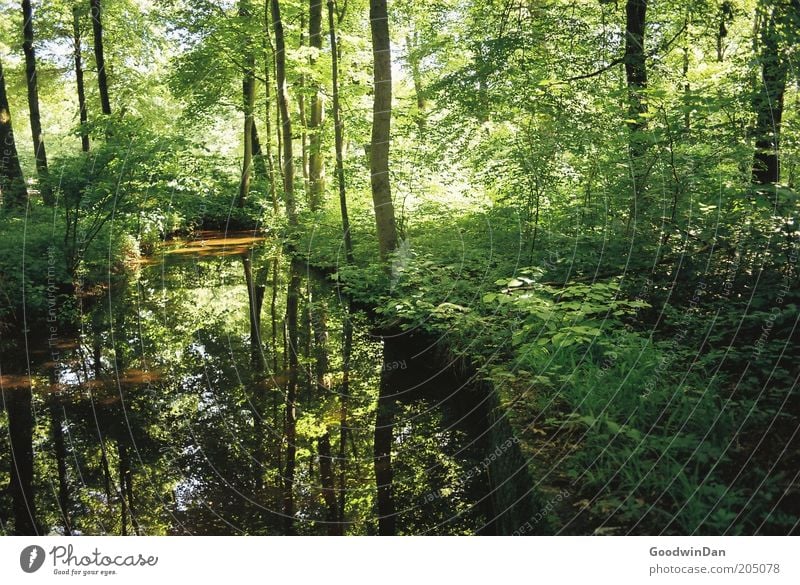 wo lang? da lang! VI Umwelt Natur Erde Wasser Wetter Schönes Wetter Baum Park Bach Blick dunkel fantastisch schön Wärme Stimmung Farbfoto Außenaufnahme