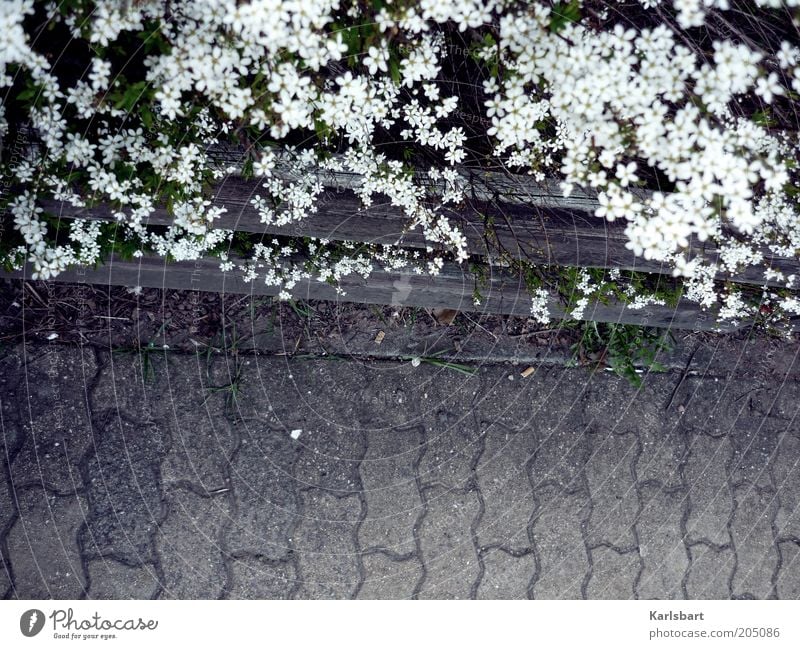 barriere. freiheit. Sommer Umwelt Natur Pflanze Blume Sträucher Blüte Verkehrswege Wege & Pfade Stein Sicherheit Zaun Barriere Bürgersteig Begrenzung Grenze