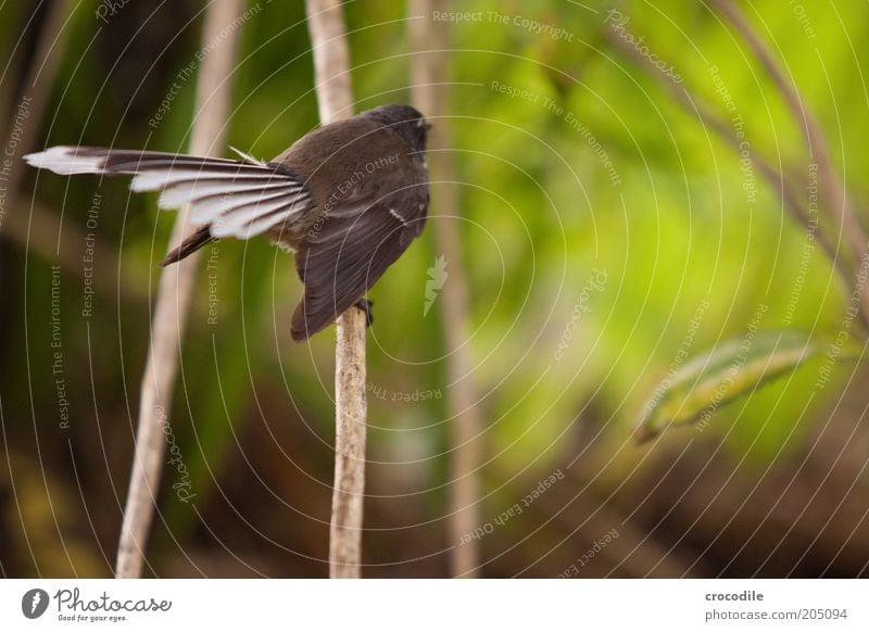 New Zealand 99 Umwelt Natur Landschaft Pflanze Sträucher Urwald Tier Wildtier Vogel fantail 1 außergewöhnlich elegant exotisch ästhetisch einzigartig Farbfoto