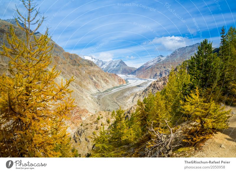 Aletsch_Gletscher Natur Landschaft Pflanze blau braun gelb gold Aletschgletscher Wald wandern Schweiz Herbst Lärche Baum Nadel Eis kalt schmelzen