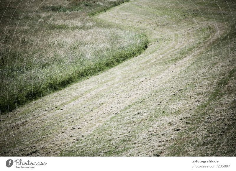 rasierte S-Kurve Umwelt Natur Landschaft Pflanze Sommer Wärme Gras Grünpflanze mähen Rasen Heu Heuernte Wiese Feld Deich Buchstaben heiß natürlich rund trocken