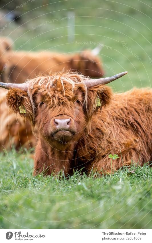 Hochlandrinder Tier Nutztier Kuh 1 braun grün Weide Schottisches Hochlandrind strubbelig Haare & Frisuren Horn liegen Fressen Nase Schnauze langhaarig Gras