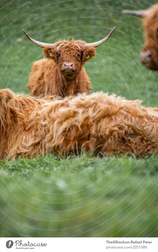 Hochlandrind Tier Nutztier Kuh 3 Tiergruppe braun grün Schottisches Hochlandrind Lebewesen Tierjunges Gras Weide Horn Tierzucht Wuschelkopf strubbelig niedlich