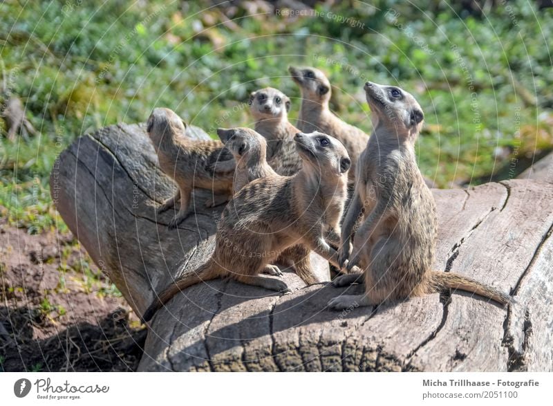 Erdmännchenfamilie auf dem Baumstamm Natur Tier Sonne Sonnenlicht Wetter Schönes Wetter Pflanze Gras Wildtier Tiergesicht Fell Krallen Pfote Tiergruppe