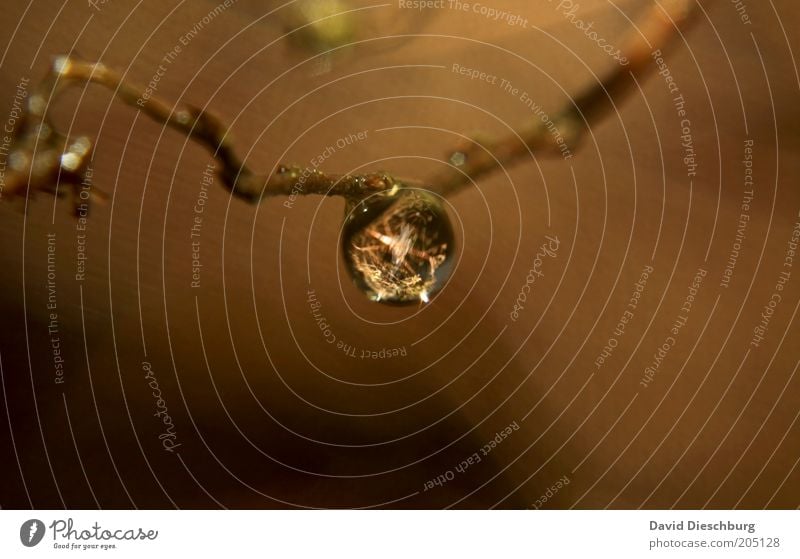 Eine Träne für England Leben harmonisch Umwelt Natur Pflanze Wassertropfen braun feucht Tau glänzend rund Farbfoto Nahaufnahme Detailaufnahme Makroaufnahme Tag