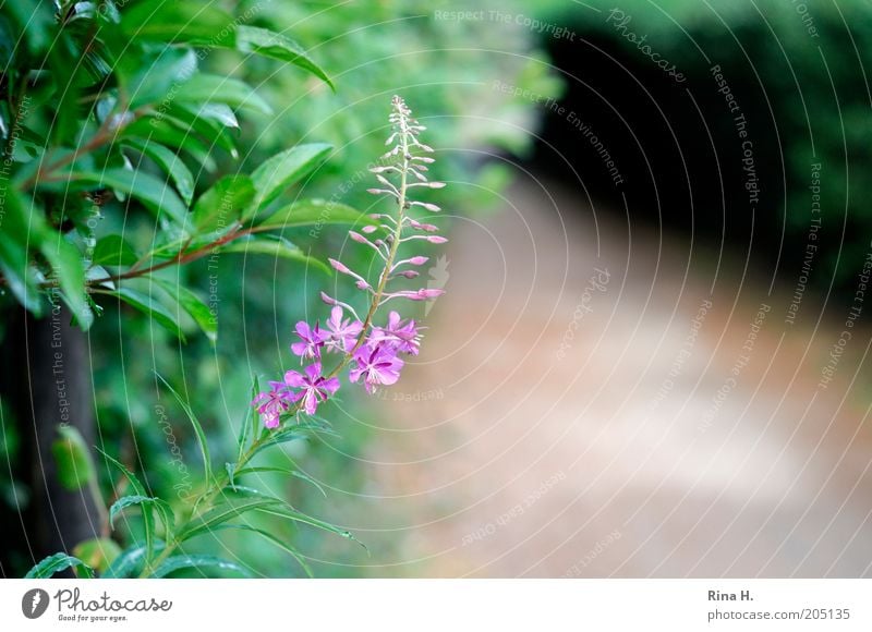 Der Weg Umwelt Natur Pflanze Blüte Wildpflanze authentisch natürlich wild grün violett ruhig Wege & Pfade Farbfoto Menschenleer Schwache Tiefenschärfe