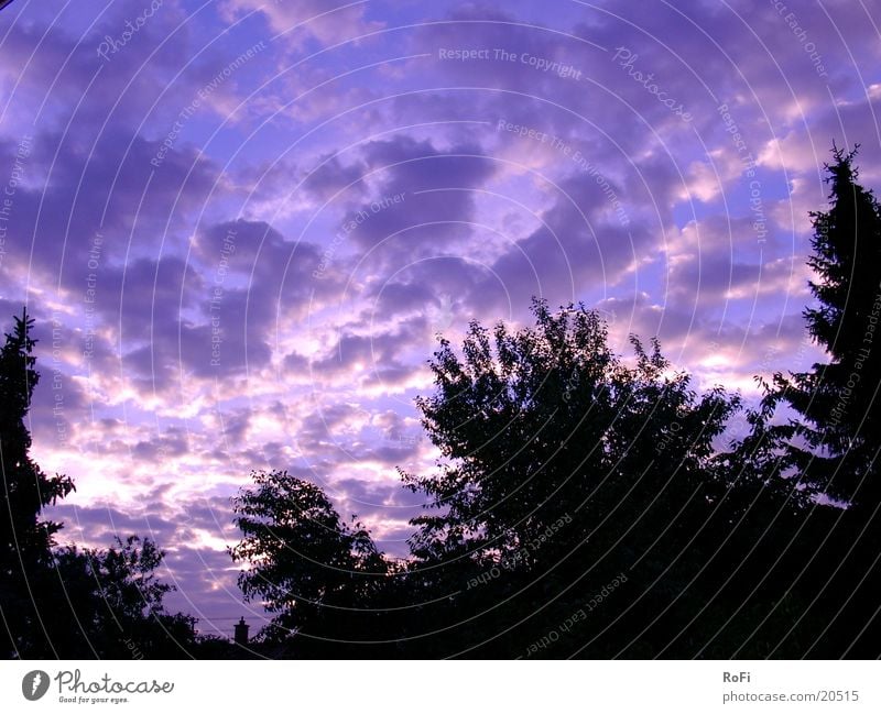 Sonnenaufgang in Violett Morgen Wolken Baumkrone violett Himmel