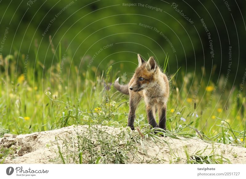 Nettes Fuchsjunges nahe dem Bau schön Baby Jugendliche Umwelt Natur Tier Gras Wald Pelzmantel Hund Tierjunges klein natürlich niedlich wild braun grün rot