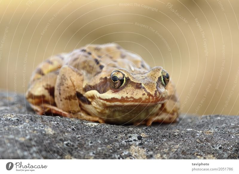 Europäische gemeine Froschnahaufnahme Garten Umwelt Natur Tier Gras Wald Teich beobachten klein lustig nass natürlich niedlich schleimig wild braun Farbe