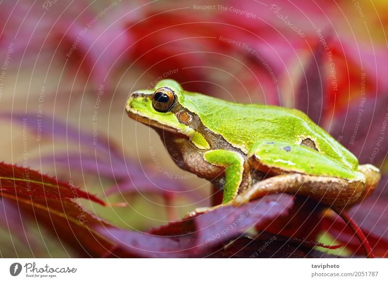 Europäischer grüner Baumfrosch auf Blättern schön Garten Finger Umwelt Natur Pflanze Tier Blatt Park Wald stehen klein natürlich niedlich wild rot Farbe Hyla