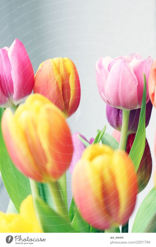 Blumenstrauss Lifestyle Wellness Leben harmonisch Sinnesorgane Erholung Dekoration & Verzierung Ostern Geburtstag Umwelt Natur Frühling Sommer Pflanze Tulpe