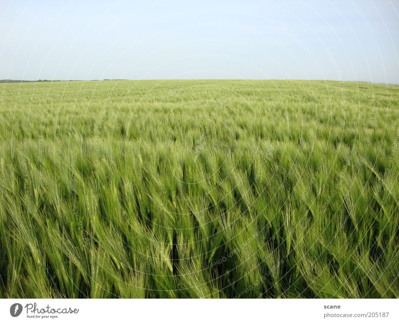 Kornfeld Landschaft Himmel Wolkenloser Himmel Sonnenlicht Frühling Schönes Wetter Wiese Feld Ferne Unendlichkeit hell blau grün Farbe Frieden Idylle Natur