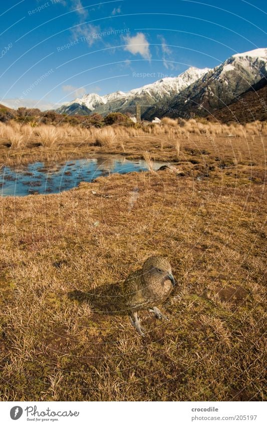 New Zealand 133 Umwelt Natur Landschaft Urelemente Himmel Schönes Wetter Gras Urwald Felsen Vogel kea Papageienvogel Tier beobachten ästhetisch außergewöhnlich