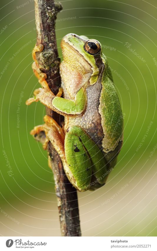 Süßer europäischer Baumfrosch, der auf Zweig klettert schön Klettern Bergsteigen Umwelt Natur Tier Wald klein natürlich Neugier niedlich wild grün Farbe Prinz