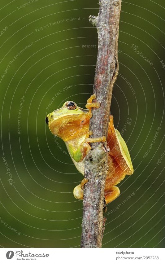 kleiner Baumfrosch, der auf einer Niederlassung klettert schön Garten Klettern Bergsteigen Umwelt Natur Tier Wald natürlich niedlich wild grün Farbe Europäer