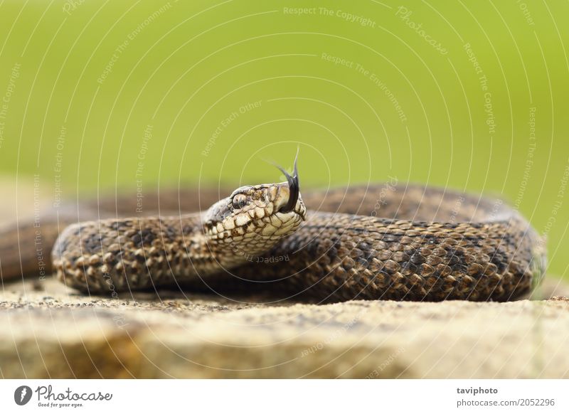 giftig juvenile Vipera ursinii rakosiensis, der sich vorbereitet zu schlagen schön Natur Tier Wiese Schlange wild braun Angst gefährlich Farbe angriffslustig