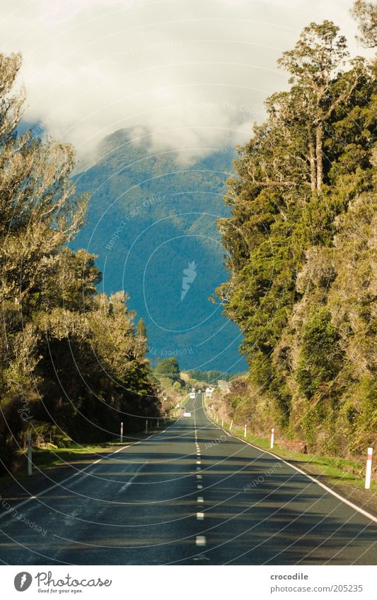 New Zealand 152 Umwelt Natur Wasser Pflanze Baum Wildpflanze Urwald ästhetisch außergewöhnlich Gedeckte Farben Außenaufnahme Menschenleer Tag Kontrast