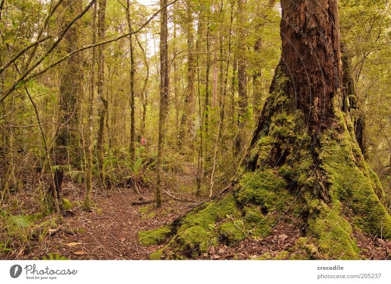 New Zealand 154 Umwelt Natur Wasser Pflanze Baum Moos Wildpflanze Urwald ästhetisch außergewöhnlich Romantik Farbfoto Gedeckte Farben Außenaufnahme Menschenleer