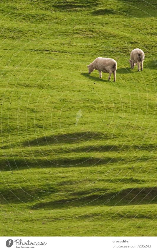 New Zealand 157 Umwelt Natur Frühling Pflanze Baum Gras Wiese Hügel Insel Neuseeland Nutztier Schaf Herde Zufriedenheit gefräßig Farbfoto Licht Schatten