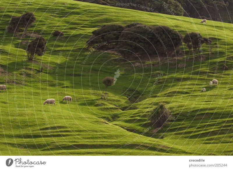 New Zealand 159 Umwelt Natur Frühling Pflanze Baum Gras Sträucher Wiese Hügel Felsen Insel Neuseeland Nutztier Schaf Herde Tierjunges Tierfamilie Zufriedenheit