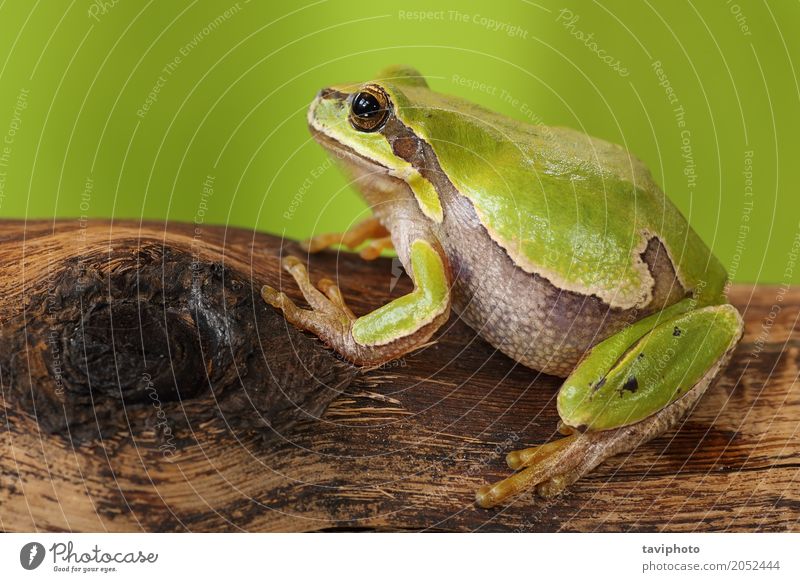 weiblicher Baumfrosch schön Frau Erwachsene Umwelt Natur Tier Blatt Holz stehen klein natürlich niedlich wild grün Farbe Hyla Arborea Frosch Stumpf Unke