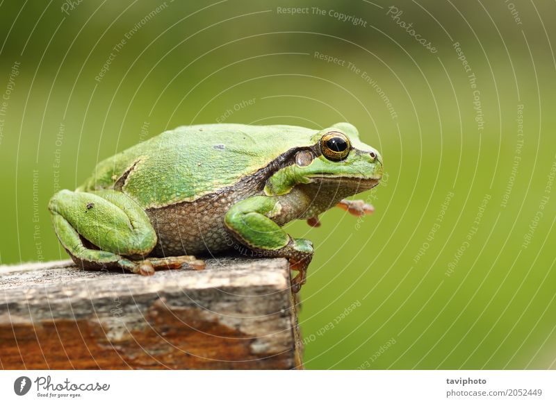 wunderschöner europäischer Laubfrosch Frau Erwachsene Umwelt Natur Tier Baum Holz beobachten sitzen klein natürlich niedlich wild grün Farbe prunkvoll Frosch