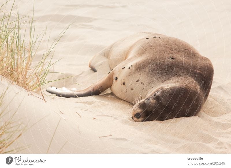 New Zealand 161 Umwelt Natur Sand Küste Strand Insel Neuseeland Tier Wildtier Robben außergewöhnlich natürlich Zufriedenheit Müdigkeit Erschöpfung Farbfoto