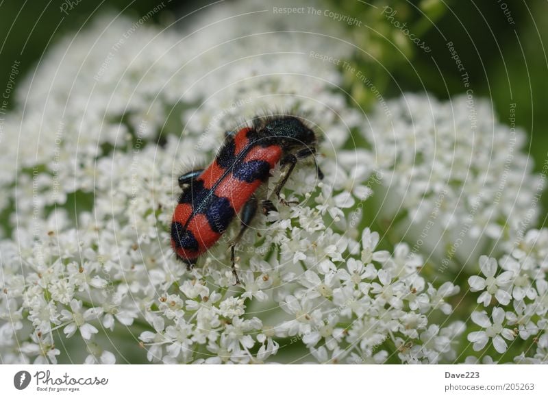 Das Grosse Fressen 1 Pflanze Tier Sommer Blüte Wildpflanze Wildtier Käfer Flügel Gemeiner Bienenkäfer rot schwarz weiß Farbfoto Außenaufnahme Makroaufnahme Tag