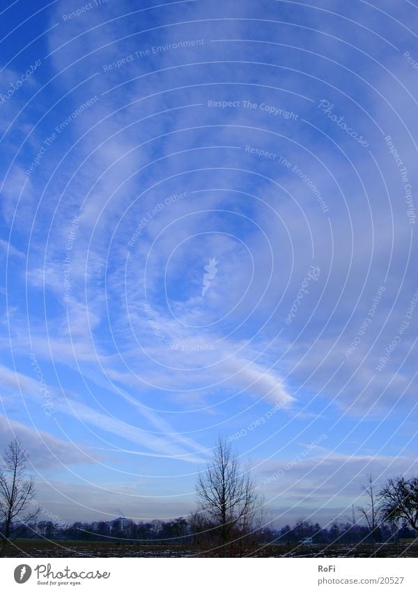 Wolkentanz Morgen Baum Winter Februar Himmel Zweig blau Schönes Wetter