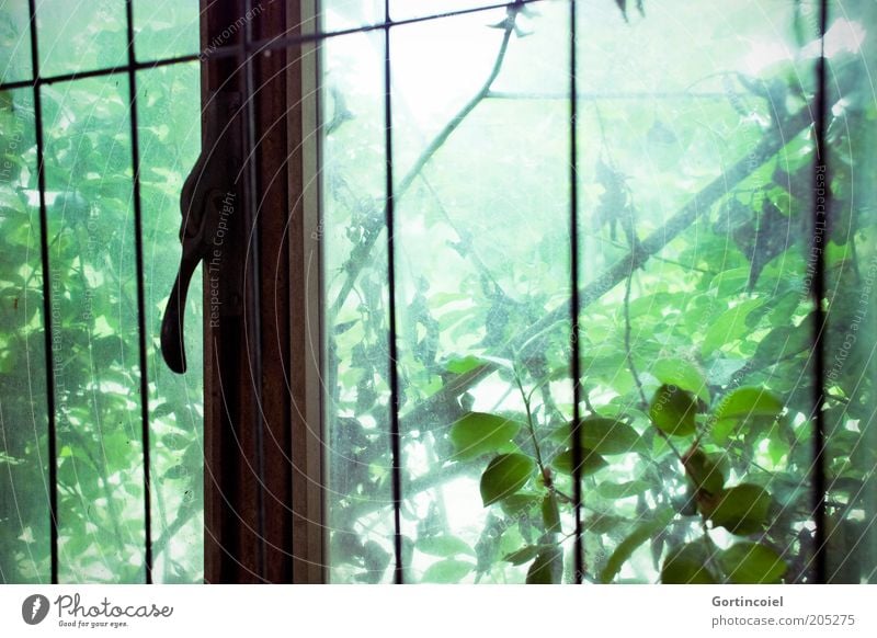 Durchwachsen Umwelt Natur Pflanze Baum Sträucher Blatt Grünpflanze alt grün verfallen Verfall Fenster Gitter Blattgrün Farbfoto Licht Schatten Sonnenlicht