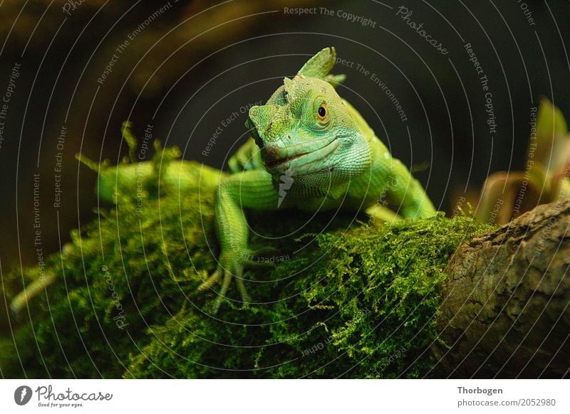 Stirnlappenbasilisk Tier Wildtier Schuppen Krallen Zoo Echsen 1 braun gelb grün Farbfoto Innenaufnahme Menschenleer Textfreiraum links Textfreiraum rechts