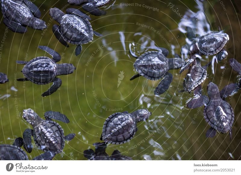 baby turles black on green Leben Ferien & Urlaub & Reisen Natur Freude ruhig Sri Lanka Asien Island Galle olive ridley turtles water young Hintergrundbild