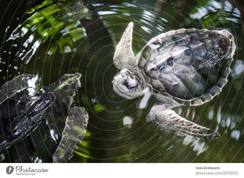 turtle balett Leben Ferien & Urlaub & Reisen Natur Kraft Weisheit Sri Lanka Asien Galle turtles animals black olive ridley water young Hintergrundbild wild