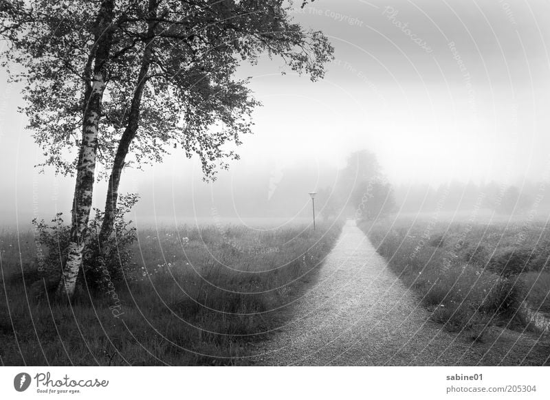 Nebellandschaft Umwelt Natur Landschaft Luft Wolken Sommer Herbst Klima Wetter schlechtes Wetter Regen Pflanze Baum Gras Sträucher Wiese Feld Stadtrand