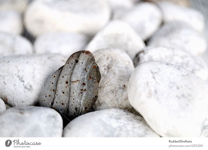 Einstein Natur Stein Kieselsteine Farbfoto Außenaufnahme Nahaufnahme Detailaufnahme Makroaufnahme Menschenleer Textfreiraum oben Schwache Tiefenschärfe steinig