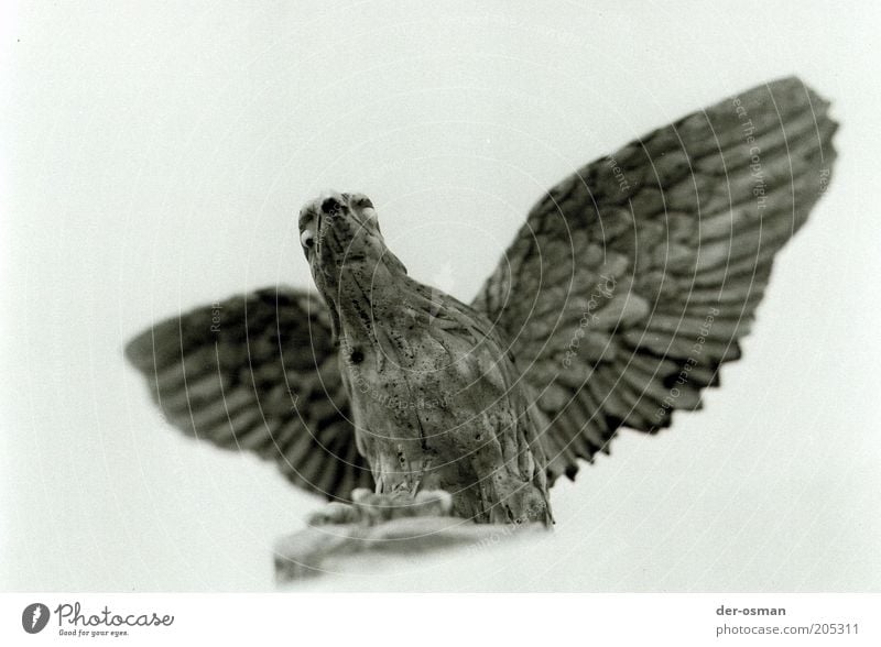 Adler Skulptur Tier Vogel Tiergesicht Flügel 1 Dekoration & Verzierung Sammlerstück Stein Bundesadler Stolz stark grau weiß Ehre Kraft Mut Volksglaube