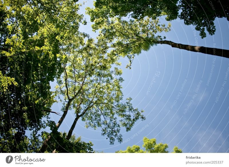 im mischwald Umwelt Natur Landschaft Pflanze Luft Himmel Wolkenloser Himmel Frühling Schönes Wetter Baum Baumstamm Ast Wald ästhetisch authentisch Ferne frei