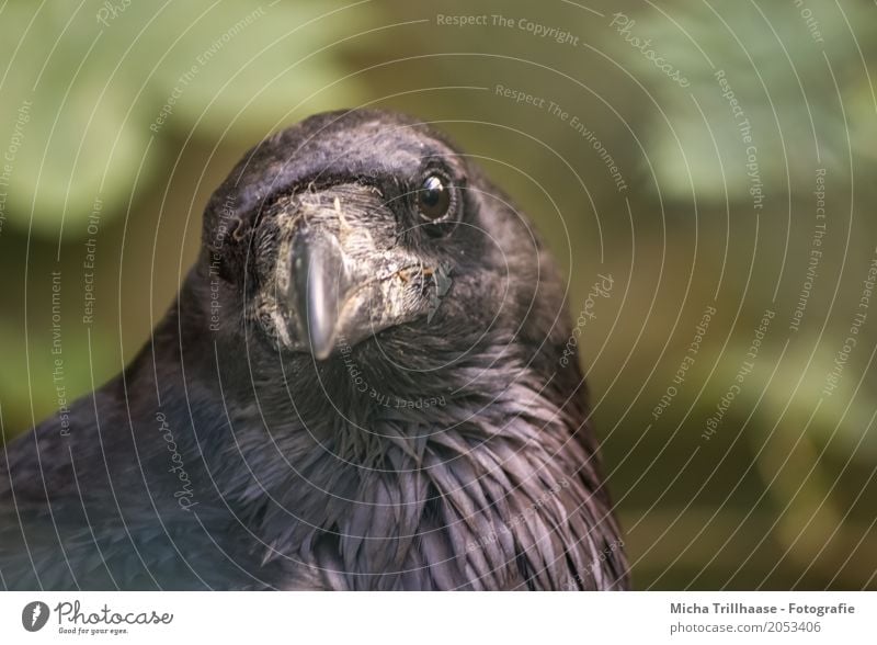 Im Blick Umwelt Natur Tier Sonne Wetter Schönes Wetter Wildtier Vogel Tiergesicht Krähe Rabenvögel Kohlrabe Schnabel Auge Feder 1 beobachten fliegen glänzend