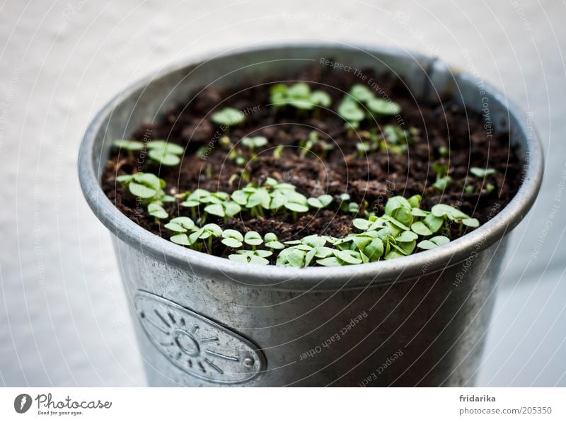 aussaat ganzjährig ... Kräuter & Gewürze Basilikum Bioprodukte Natur Erde Pflanze Blatt Grünpflanze Nutzpflanze Topfpflanze Blumentopf Wachstum braun grau grün