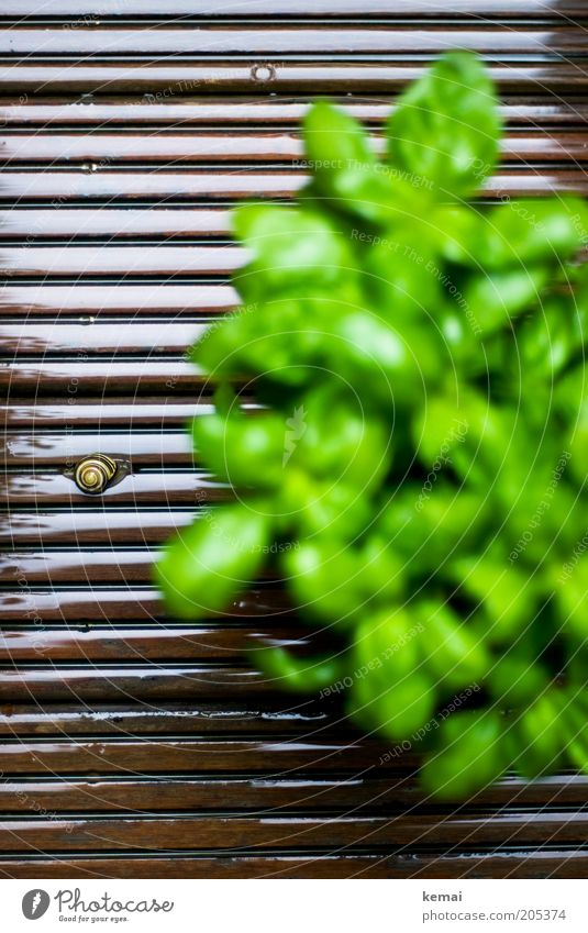 Schnecke Umwelt Natur Pflanze Tier Frühling Klima Blatt Grünpflanze Nutzpflanze Basilikum Basilikumblatt Terrasse Holzfußboden Wildtier Schneckenhaus 1 braun