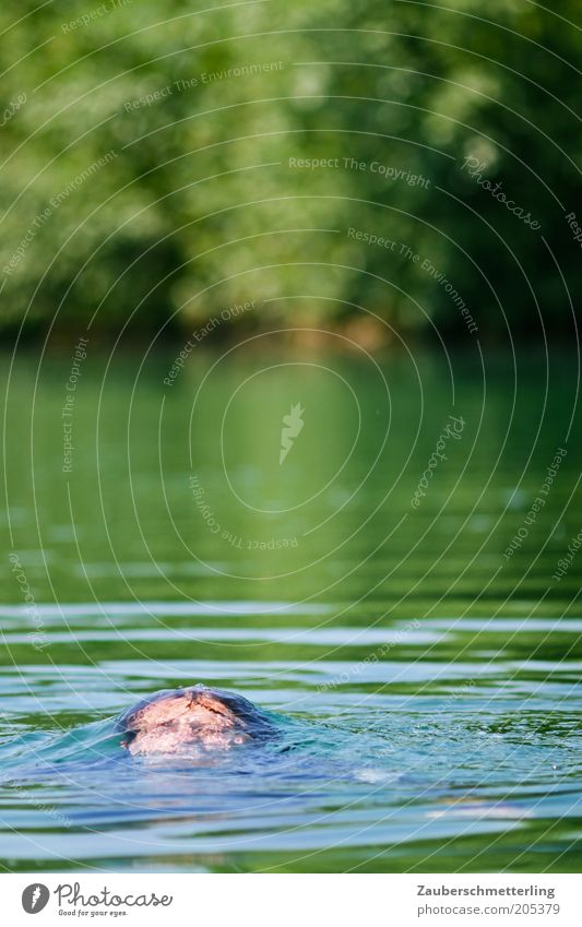 auftauchen maskulin Kopf Natur Wasser Flüssigkeit nass Gefühle Bewegung Rettung Überleben Farbfoto Außenaufnahme Textfreiraum oben geschlossene Augen untergehen