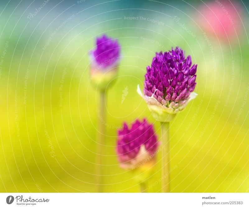 rapture Natur Pflanze Sommer Blüte Nutzpflanze trashig Wärme blau mehrfarbig gelb rosa Frühlingsgefühle Euphorie Farbe Farbfoto Außenaufnahme Textfreiraum links