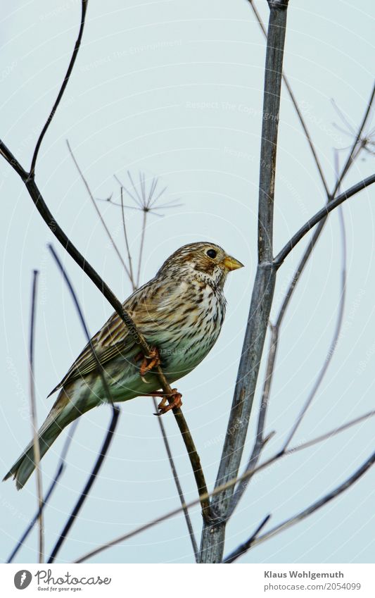 Grauammer Umwelt Natur Tier Frühling Sommer Herbst Pflanze Sträucher Wildpflanze Park Feld Vogel Tiergesicht Ammer 1 braun gelb grau Feder Krallen Singwarte