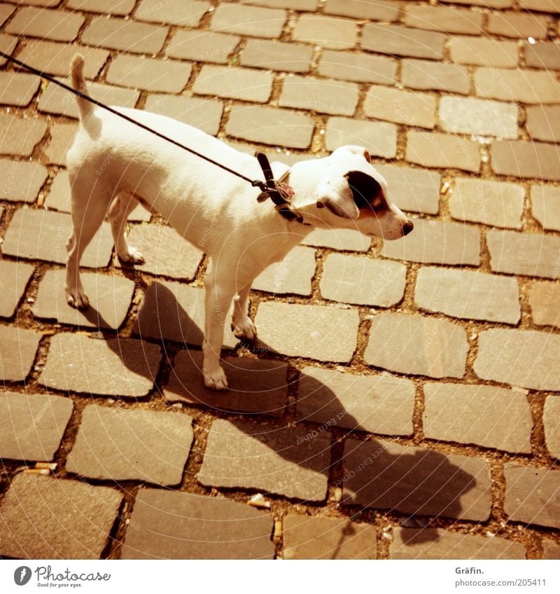 Hund Tier Haustier 1 Blick Neugier niedlich braun Tierliebe Wachsamkeit Kontrolle ziehen Hundehalsband weiß Kopfsteinpflaster Schatten Außenaufnahme