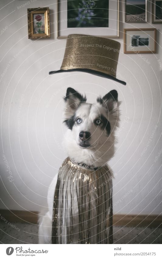 say what? Mode Bekleidung Fell Accessoire Hut Tier Haustier Hund Tiergesicht 1 außergewöhnlich elegant Freundlichkeit trendy schön lustig niedlich trashig