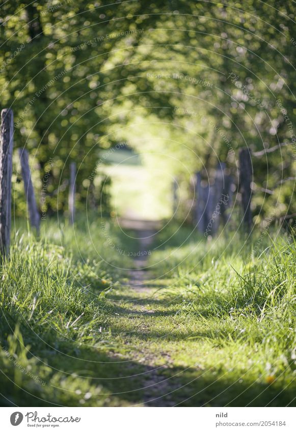 Sommerpfad Umwelt Natur Landschaft Schönes Wetter Pflanze Baum Wiese Feld Wege & Pfade entdecken Erholung wandern grün ruhig Farbfoto Außenaufnahme Menschenleer